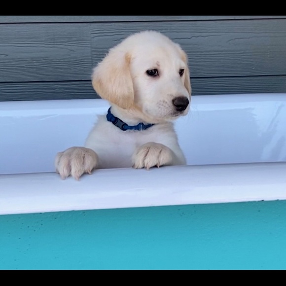 Meet your Posher, Linda - Picture 1 of 1